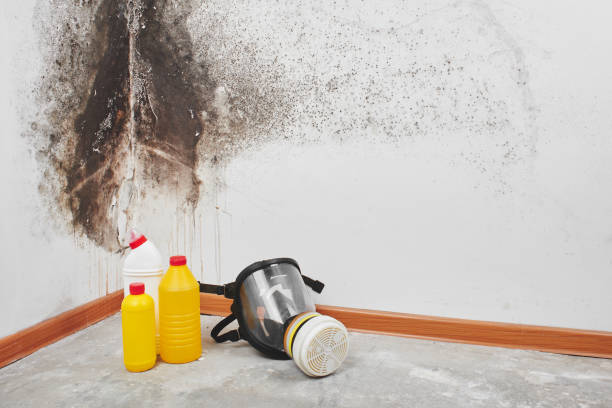 Best Emergency Mold Removal  in Wheeler, TX