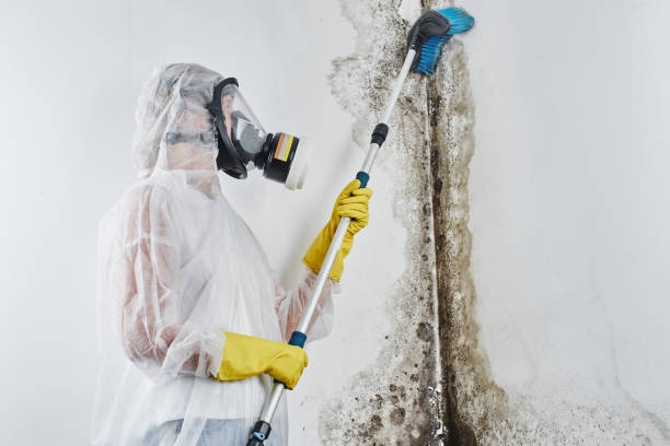 Best Office Mold Removal Services  in Wheeler, TX