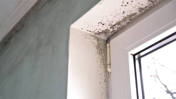 Best Same-Day Mold Removal  in Wheeler, TX