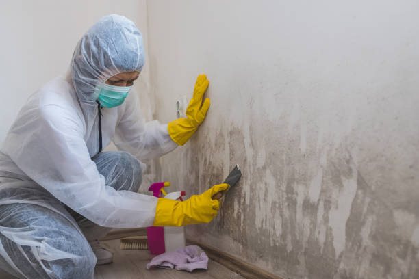 Best Mold Damage Repair  in Wheeler, TX