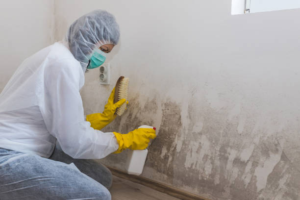 Best Mold Remediation  in Wheeler, TX