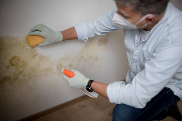 Best Emergency Mold Removal  in Wheeler, TX