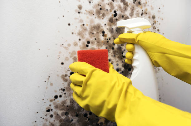 Best Affordable Mold Removal  in Wheeler, TX