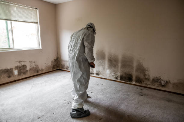 Crawl Space Mold Removal in Wheeler, TX