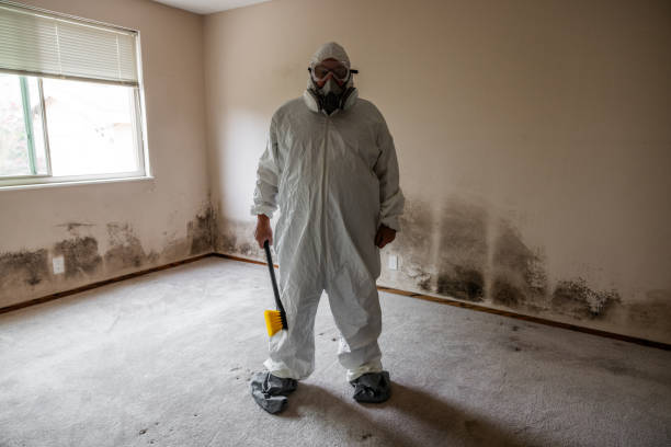 Mold Removal and Inspection in Wheeler, TX