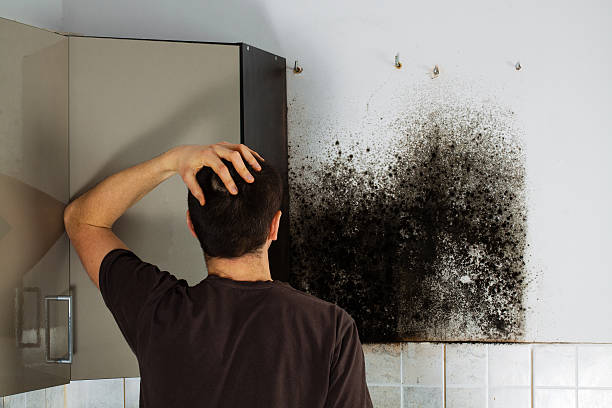 Best Professional Mold Removal  in Wheeler, TX